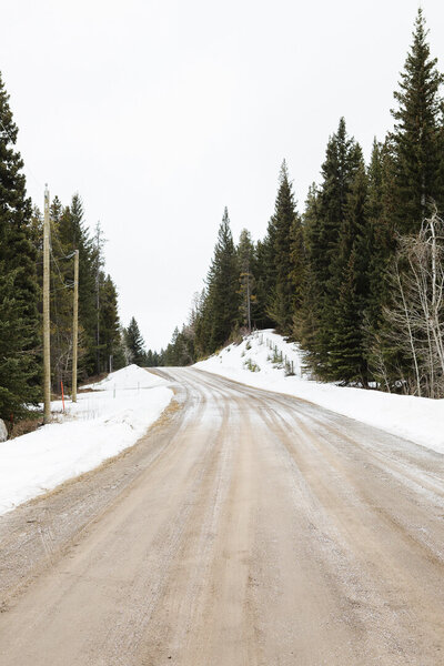A scenic Southern Alberta road flanked by pine trees