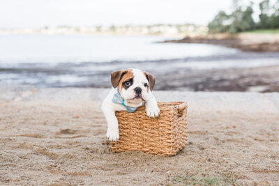 Bulldog puppy in a basket wearing a bow tie