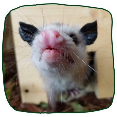 A juvenile opossum approaches the camera, so close that you can see its small teeth. The photo is mostly a closeup of its bright pink nose and wild, askew whiskers.
