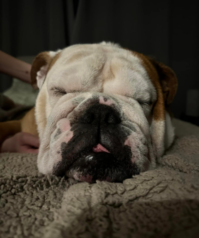 pet sitting newton flotman