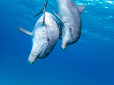 diving dolphins