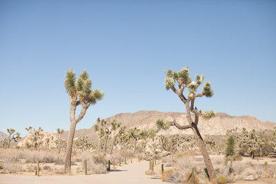 150708_150708 joshua tree_0309