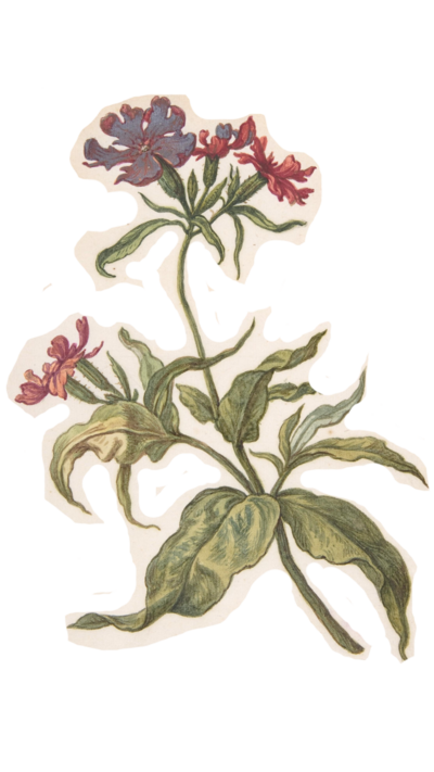 Illustration of flowers