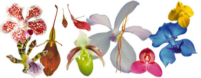 Dancing Light Orchid Essence -  Inner Movement set 5 essences