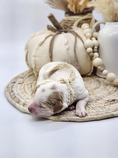 a28218ab-4135-44de-ac2f-b1eaaa08476d