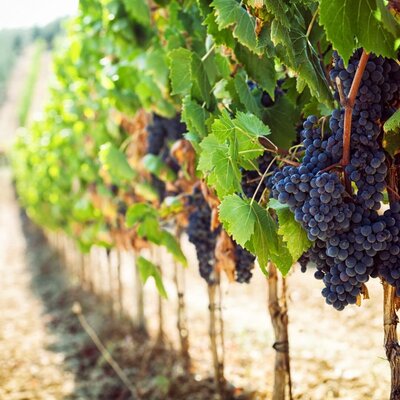 Wine grapes, representing Ecosystems' service to local wineries in Lane County.