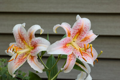 Two white  tiger lilies with pink dots