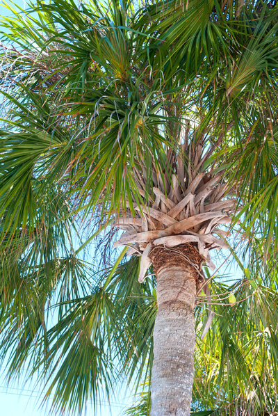 Palm tree in Fort Myers, Florida