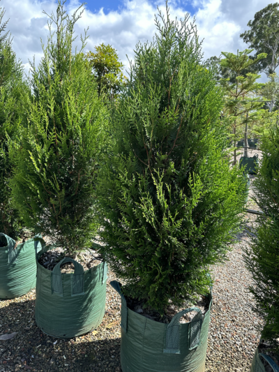 CONIFERS - NORTHERN WHITE CEDAR Thuja occidentalis 'Smaragd'