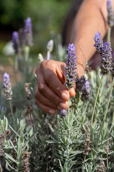 hand with lavender