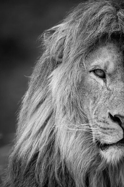 Black and White image of a lion