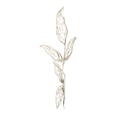 Gold Leaves illustration
