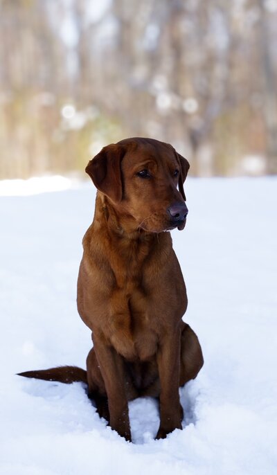 Picture of Ruby