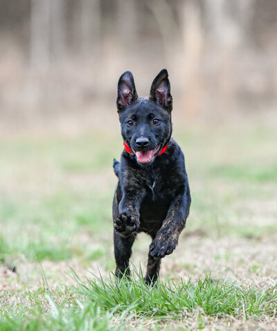 Puppies that are bred for bite work and personal protection near Charleston.