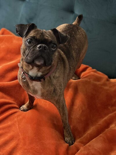 Buddy (1)