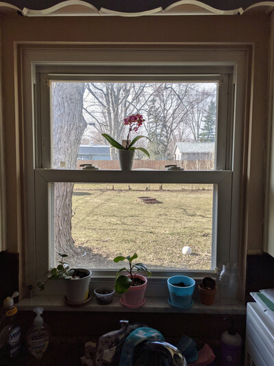 Houseplants on outdoor table