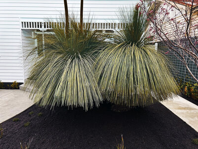 Erin_Street_Residential_Landscaping_08