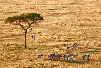 Acacia tree with zebras roaming  in the wild