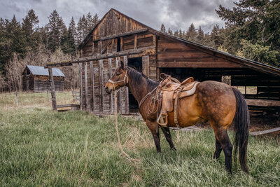 Horse saddled up in grass near barn