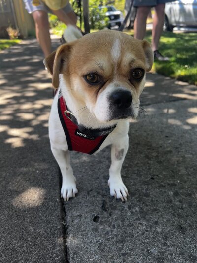 Smuggy2 (3)