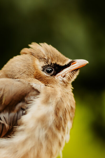 Cedar Waxwing