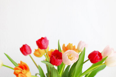tulips