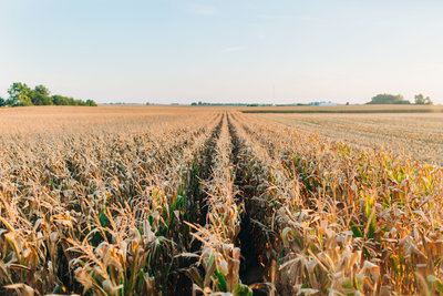 RippyFarms2019-148