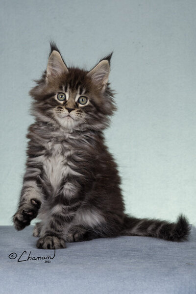 Champion_maine_coon_grace_1