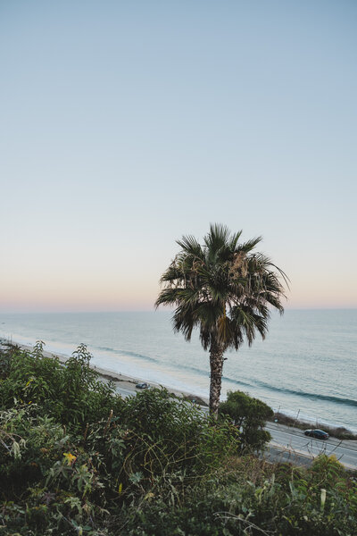 A sun sets over the ocean with a palm tree in the foreground.