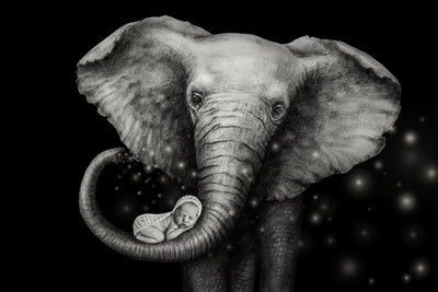 Elephant_
