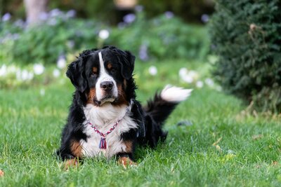 A Bernese Mountain Dog with a tricolored coat sitting in a garden with blooming flowers in the background.