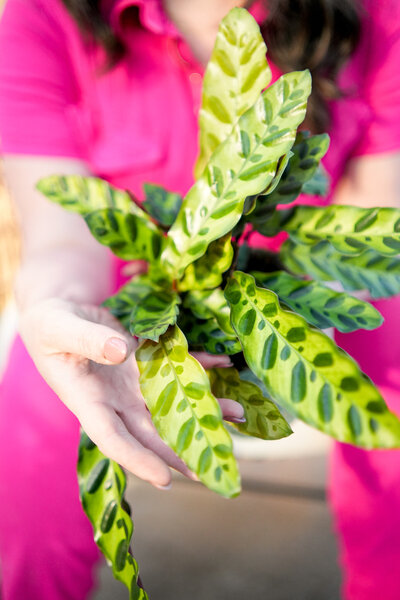 Medium-Light-Rattlesnake-Calathea