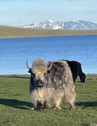 wildlife