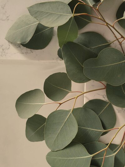 Fresh Eucalyptus on marble background