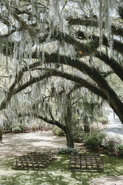 Wedding Ceremony Under Live Oak Tree in Charleston, South Carolina