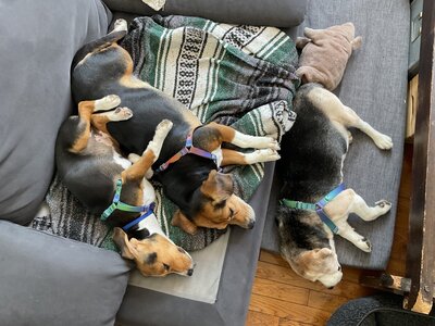Photo of our beagles