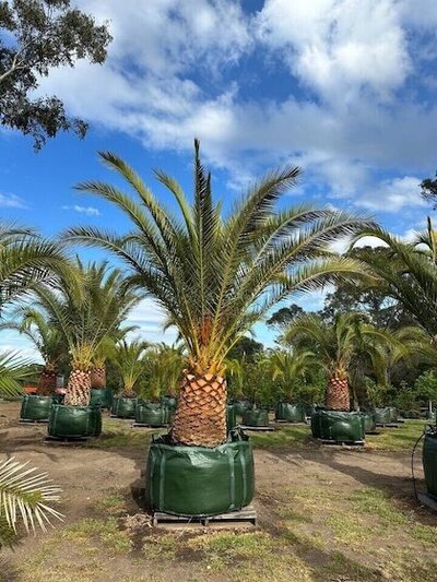 Go Green Nurseries - Canary Island Date Palm - Pinus canariensis Plant