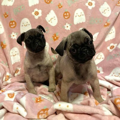 PugsleyandWednesday