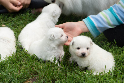 Cute Fluffy White Puppies