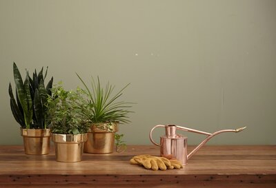 A collection of green potted plants in gold planters with a copper watering can and gardening gloves on a wooden table, representing Sleeping Dog Plants' love for greenery and garden essentials.