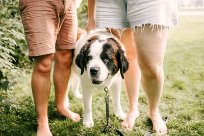 A member of O & B Photo Co, a senior St. Bernard dog sits stands by her owners in Plover, WI. 