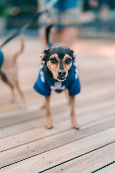 Groom giving his bride a kiss at their Ryland Inn wedding in Whitehouse Station New Jersey