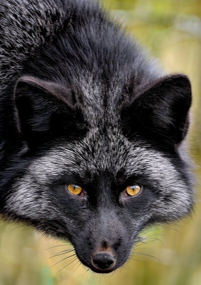 Black Fox Global | Nonprofit Fundraising Consultants