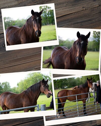 Horse before photo