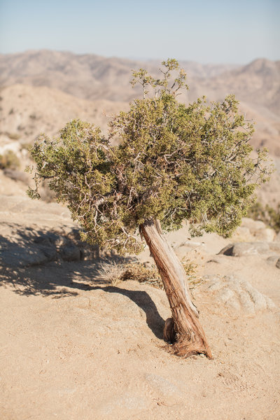 150708_150708 joshua tree_0352