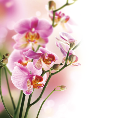 Pink Phalaenopsis orchid—experience gentle renewal and emotional healing with Dancing Light Orchid Essence Infusion Sessions for holistic well-being and inner peace.