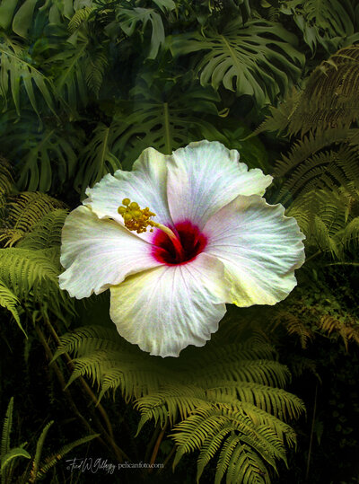 Single white Hibiscus flower in Hawaiian rain forest.