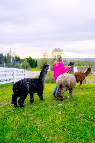 Walk with Alpacas and Llamas when visiting the  Blue Mountains / Collingwood area