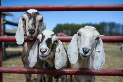 Black Star Farms Inn -- Oden & Janelle Photography  Photography 2015 -7