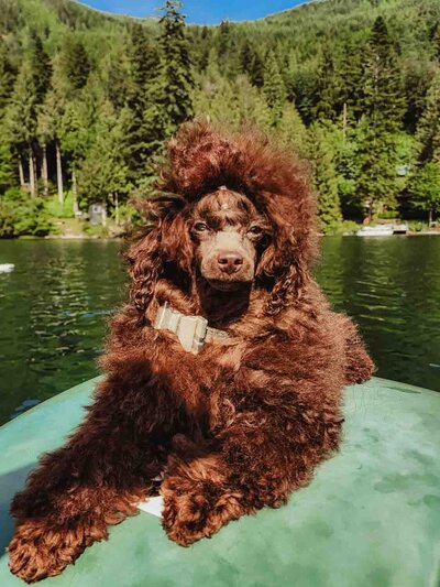 SPARKY Heavenly Puppies to Love Toy Poodle Sire-3